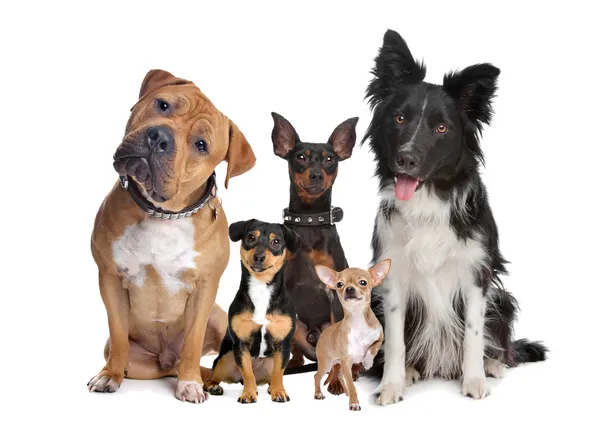 Groep van vijf honden — Stockfoto