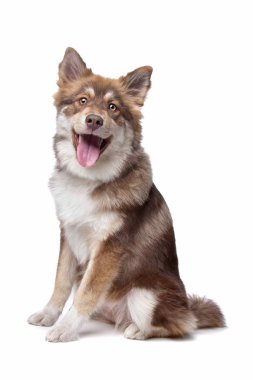 Finnish Lapphund clipart