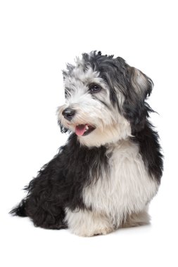 Havanese Bichon