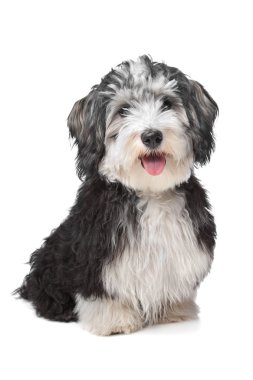 Havanese Bichon