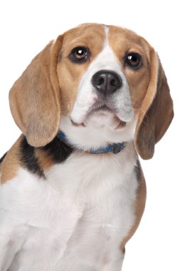 Beagle.