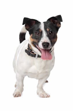 jack Russel terrier