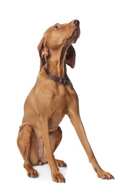 macarca vizsla