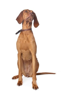 macarca vizsla