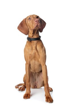 macarca vizsla