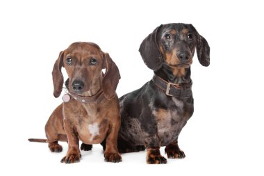 iki dachshund köpek