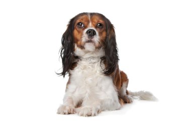 Şövalye Kral Charles Spaniel
