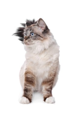 Kutsal birman