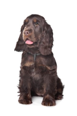 İngiliz cocker spaniel