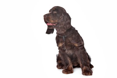 İngiliz cocker spaniel