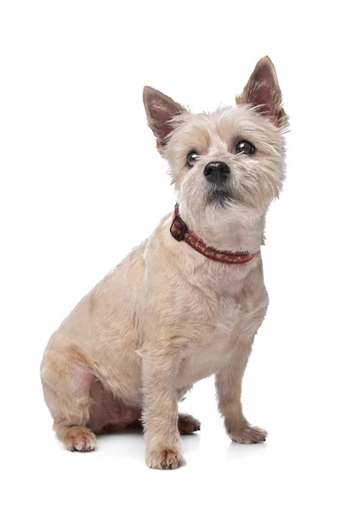 Cairn terrier — Stock Photo, Image