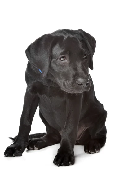 黑色拉布拉多小狗 — 图库照片