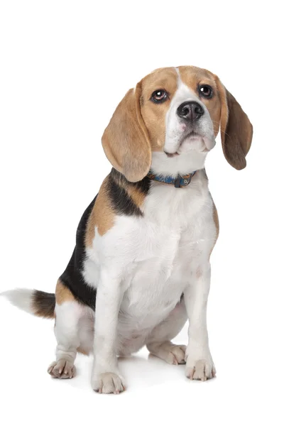 Beagle — Foto Stock