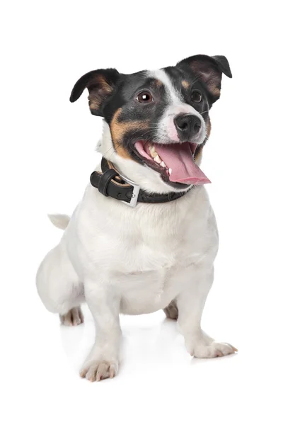 Jack russel terrier — Stockfoto