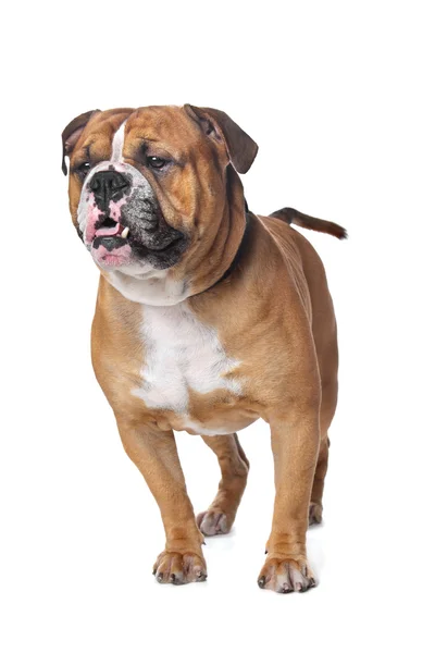 Gamla engelska bulldog — Stockfoto