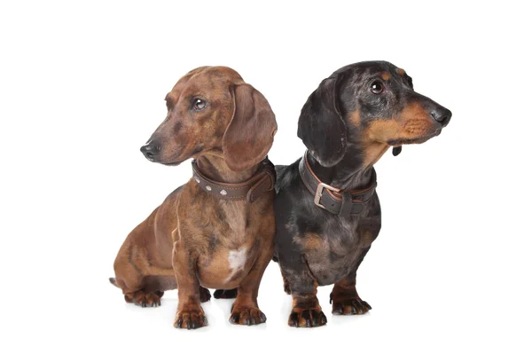Dois cães Dachshund — Fotografia de Stock