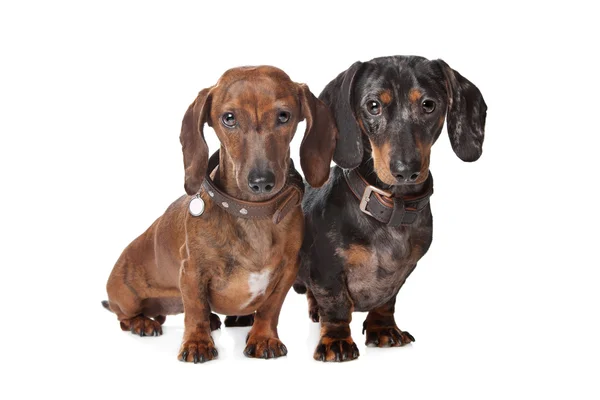 Két tacskó kutyák — Stock Fotó