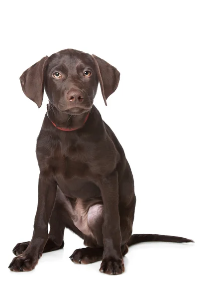 초콜렛 래브라도 강아지 — 스톡 사진