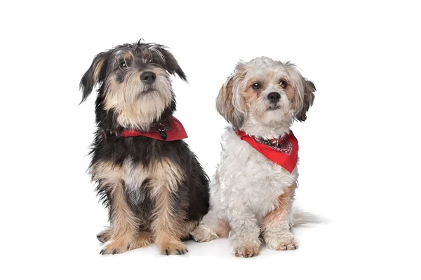 Boomer y perro maltés —  Fotos de Stock