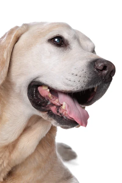 Labrador amarillo retriever — Foto de Stock