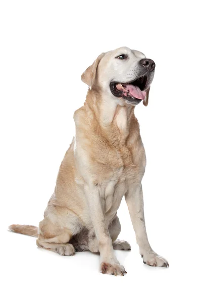 黄色ラブラドル ・ レトリーバー犬 — ストック写真