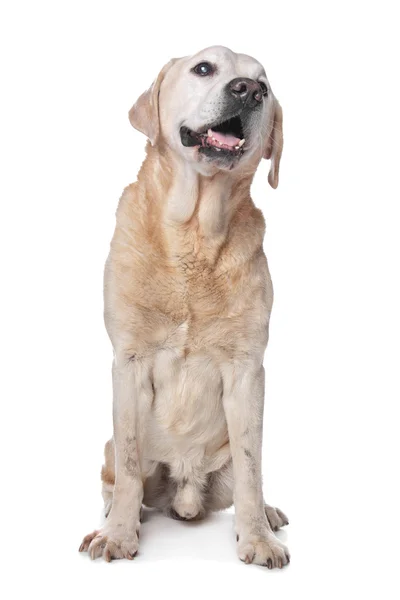 Żółty labrador retriever — Zdjęcie stockowe