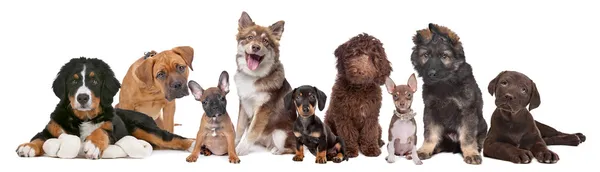 Geniş bir grup köpek yavrusu — Stok fotoğraf