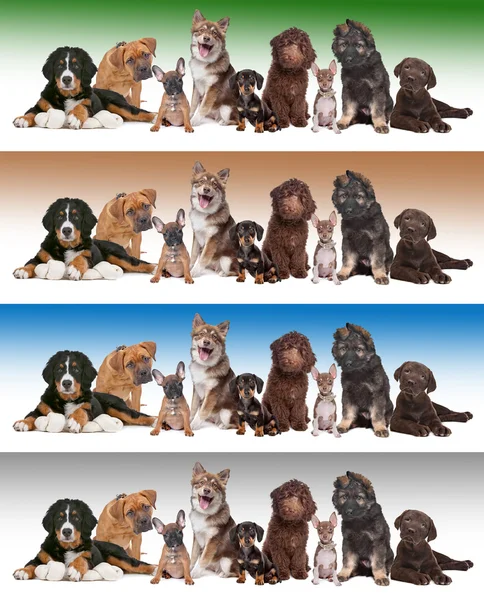 Group of puppies on diverse gradient backgrounds — Stock Photo, Image