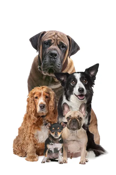 Cinq chiens Photo De Stock