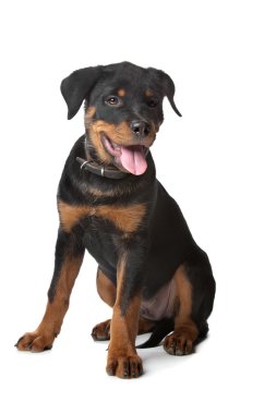 Rottweiler puppy clipart