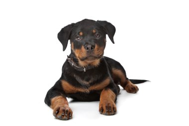 Rottweiler puppy