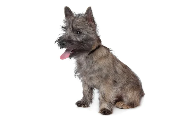 Cairn terrier — Zdjęcie stockowe