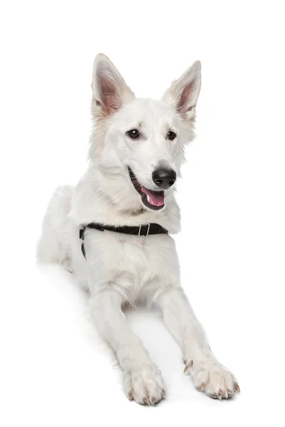White shepherd dog — Stock Photo, Image