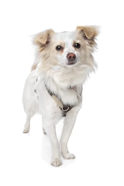 Chihuahua branco de cabelos compridos — Fotografia de Stock