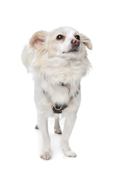 Chihuahua bianco dai capelli lunghi — Foto Stock