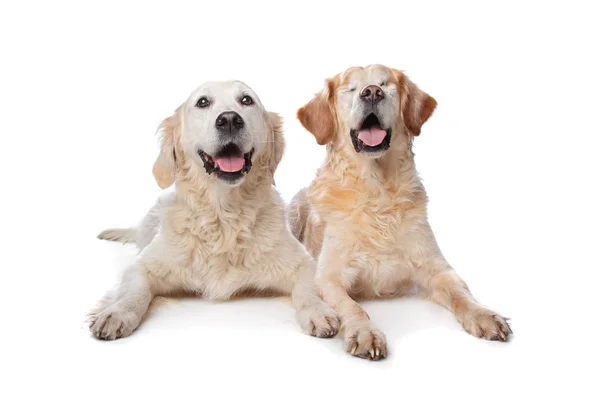 Två gyllene retriever hundar — Stockfoto
