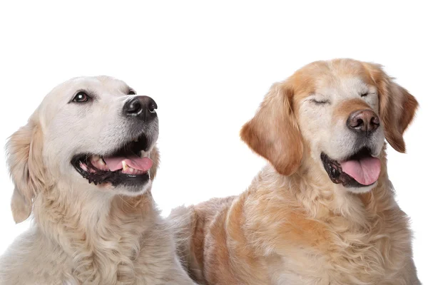 Δύο χρυσά σκυλιά retriever — Φωτογραφία Αρχείου