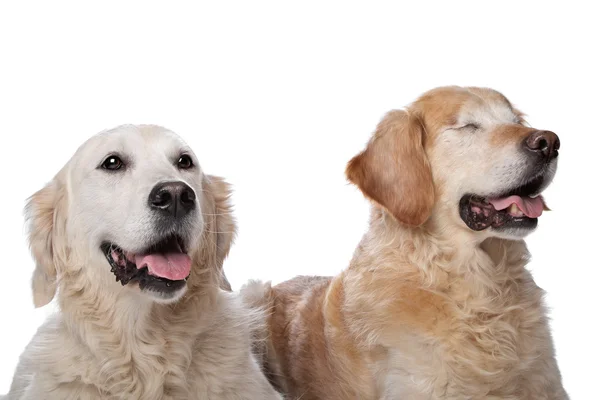 दोन सोनेरी रीटरीवर कुत्रे — स्टॉक फोटो, इमेज