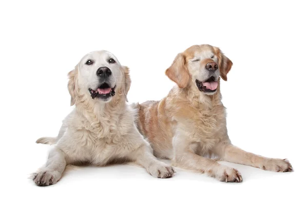 Δύο χρυσά σκυλιά retriever — Φωτογραφία Αρχείου