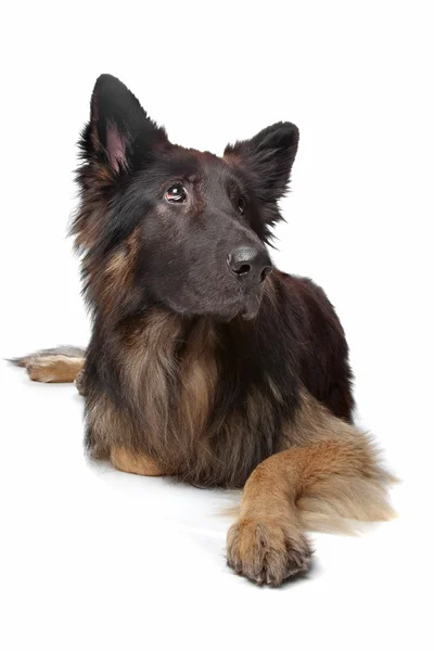 Old German Shepherd Dog — Stock Photo, Image