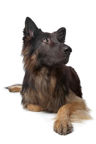 Old German Shepherd Dog — Stock Photo, Image