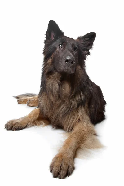 Gammal tysk herdehund — Stockfoto
