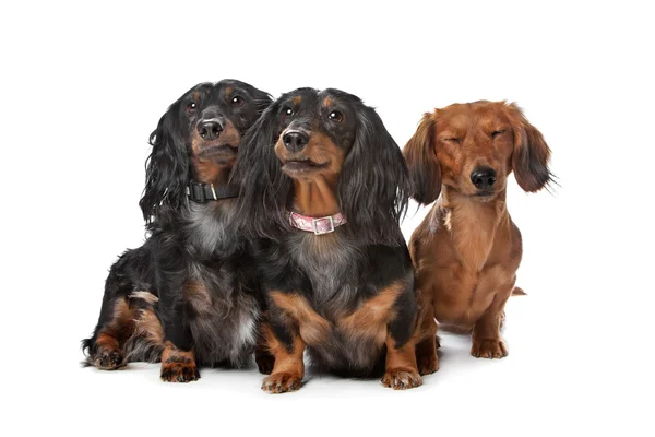 Dachshund dogs — Stock Photo, Image