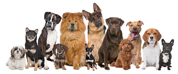Group of twelve dogs Stock Picture