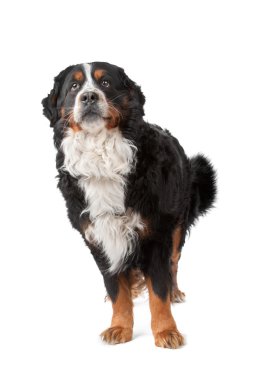 Bernese Mountain Dog clipart