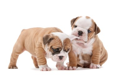 Playing puppies clipart