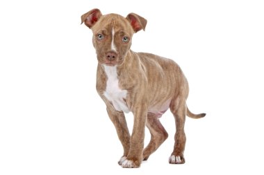 Pitbull puppy clipart