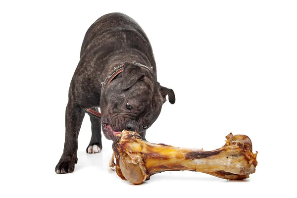 Buldog angielski jedzenie kość — Zdjęcie stockowe