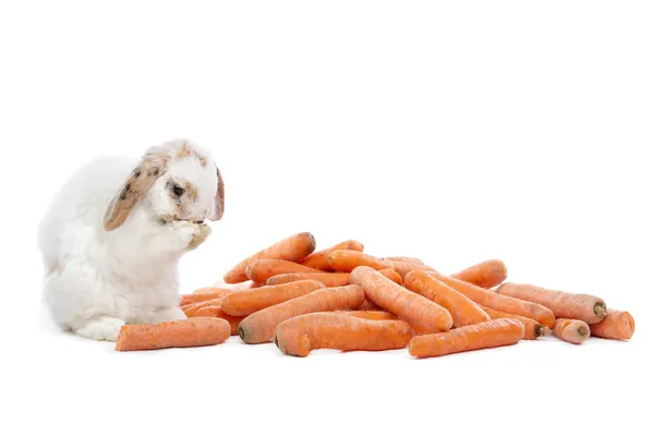 Coelho comendo cenouras — Fotografia de Stock
