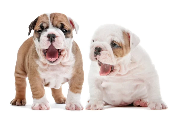 Yawning puppies — Stock Photo, Image